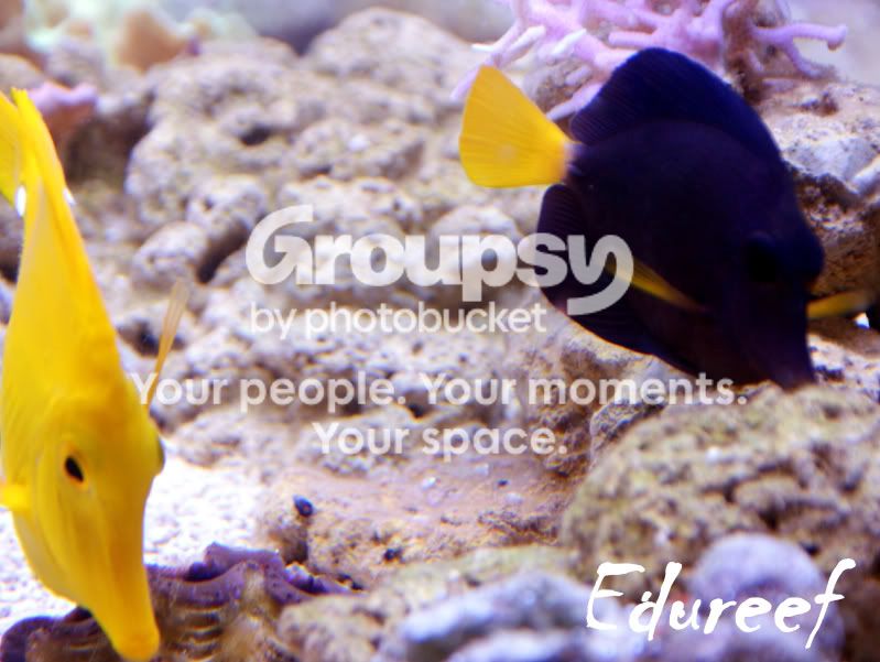 [TodoMarino.com] Laguna reef